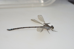 Caledopteryx maculata