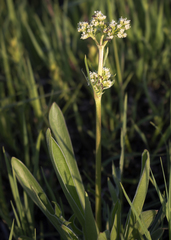 Valeriana edulis