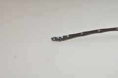 Caledopteryx maculata