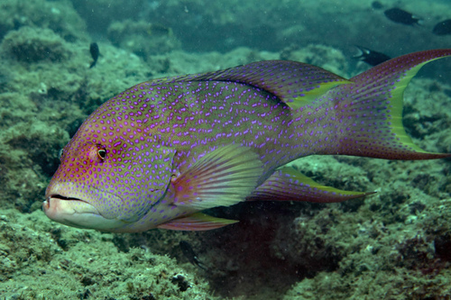 Yellow-edged lyretail (Variola louti) — Serranidae — 4