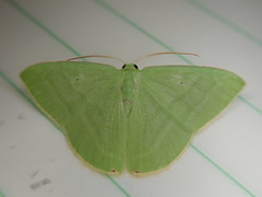 Urolitha quintali