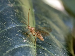 Theronia