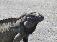 Cyclura cornuta
