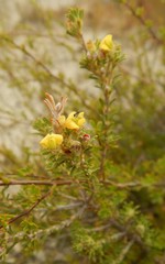 Phyllota pleurandroides