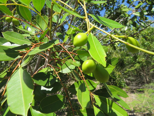 Image of Simarouba Berteroana (Simarouba berteroana) by no rights reserved