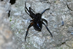 Steatoda cingulata