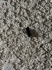 Autographa californica