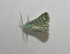 Drepanogynis bifasciata