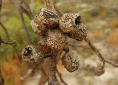 Eucalyptus incrassata