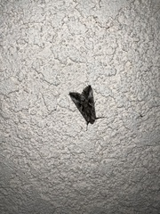 Autographa californica