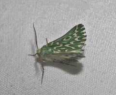 Drepanogynis bifasciata