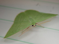 Urolitha quintali