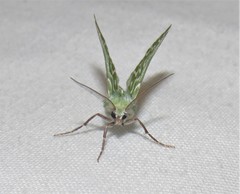 Drepanogynis bifasciata