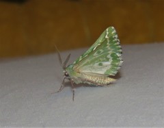 Drepanogynis bifasciata