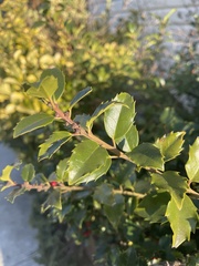 Ilex opaca