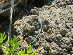 Pholidoscelis lineolatus