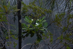 Gardenia aubryi