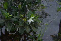Gardenia aubryi
