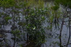 Gardenia aubryi
