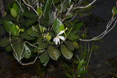 Gardenia aubryi