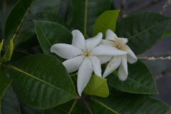 Gardenia aubryi