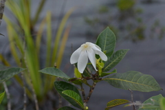 Gardenia aubryi