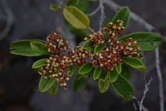 Alphitonia neocaledonica