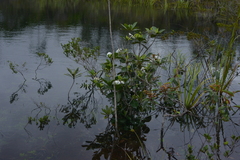Gardenia aubryi