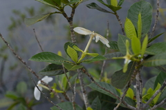 Gardenia aubryi