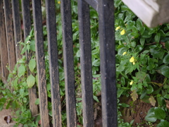 Calceolaria tripartita