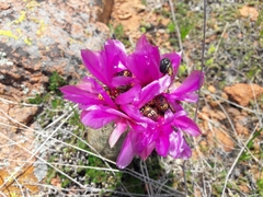 Echinocereus reichenbachii baileyi