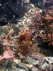 Antithamnionella pacifica