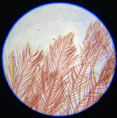 Antithamnionella pacifica