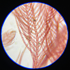Antithamnionella pacifica
