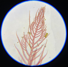 Antithamnionella pacifica