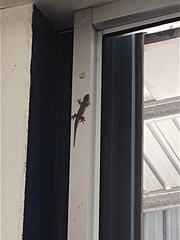 Hemidactylus platyurus