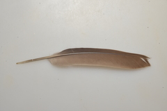 Streptopelia chinensis