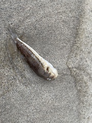 Torquigener flavimaculosus