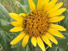 Wyethia