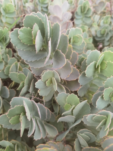 Image of Kalanchoe fedtschenkoi by (c) Philani Hadebe, some rights reserved (CC BY-SA)
