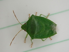 Cuspicona norfolcensis