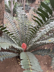 Encephalartos ferox