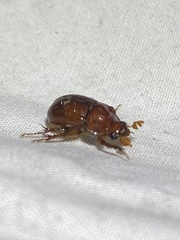Odonteus