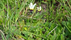 Dodecatheon