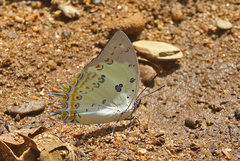 Polyura delphis