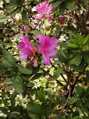 Rhododendron pulchrum phoeniceum