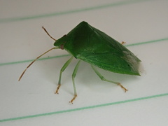 Cuspicona norfolcensis