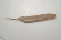 Streptopelia chinensis