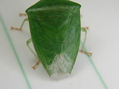 Cuspicona norfolcensis