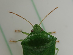 Cuspicona norfolcensis